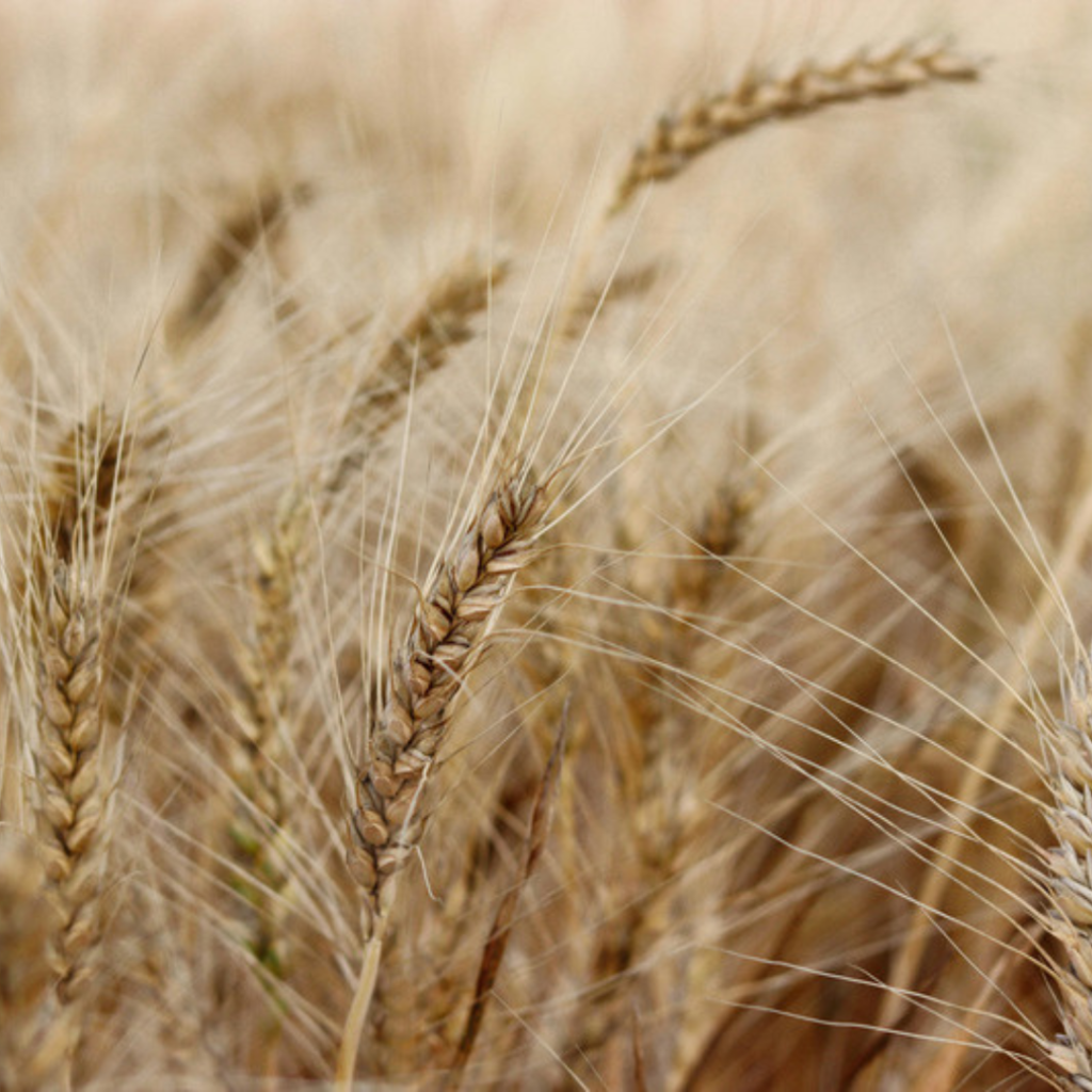 plant soil eco (1) plant soil eco (1)